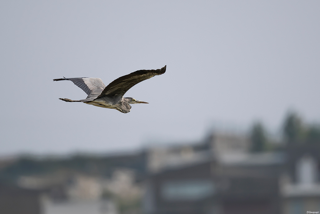 Grey Heron