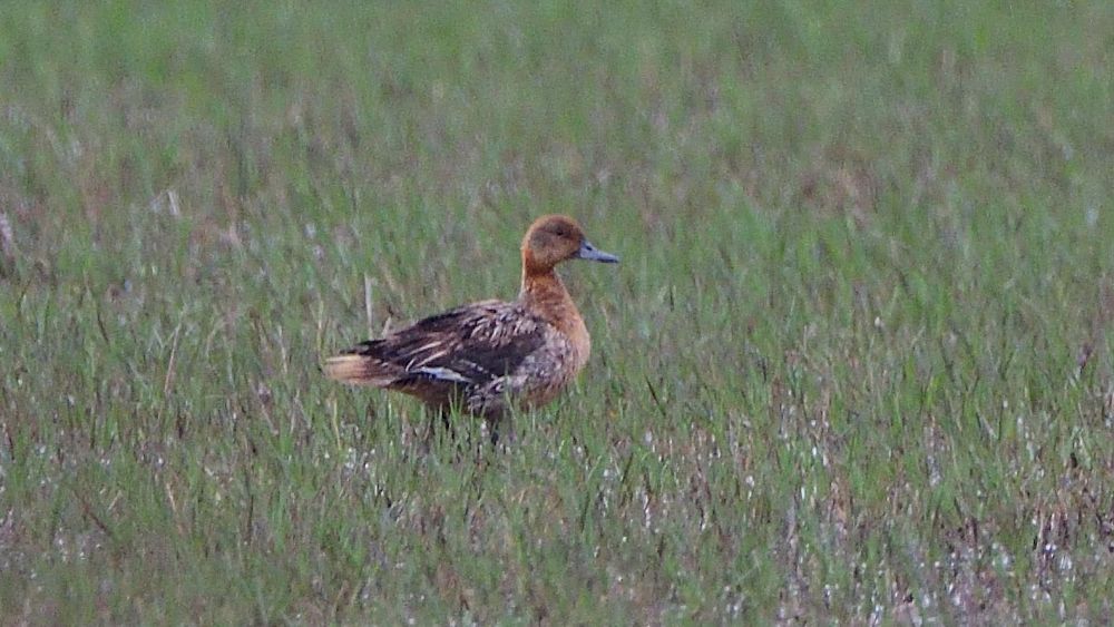 Eurasian Wigeon
