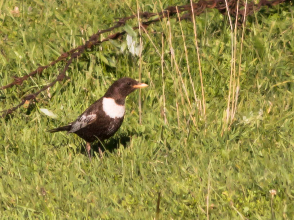 Ring Ouzel