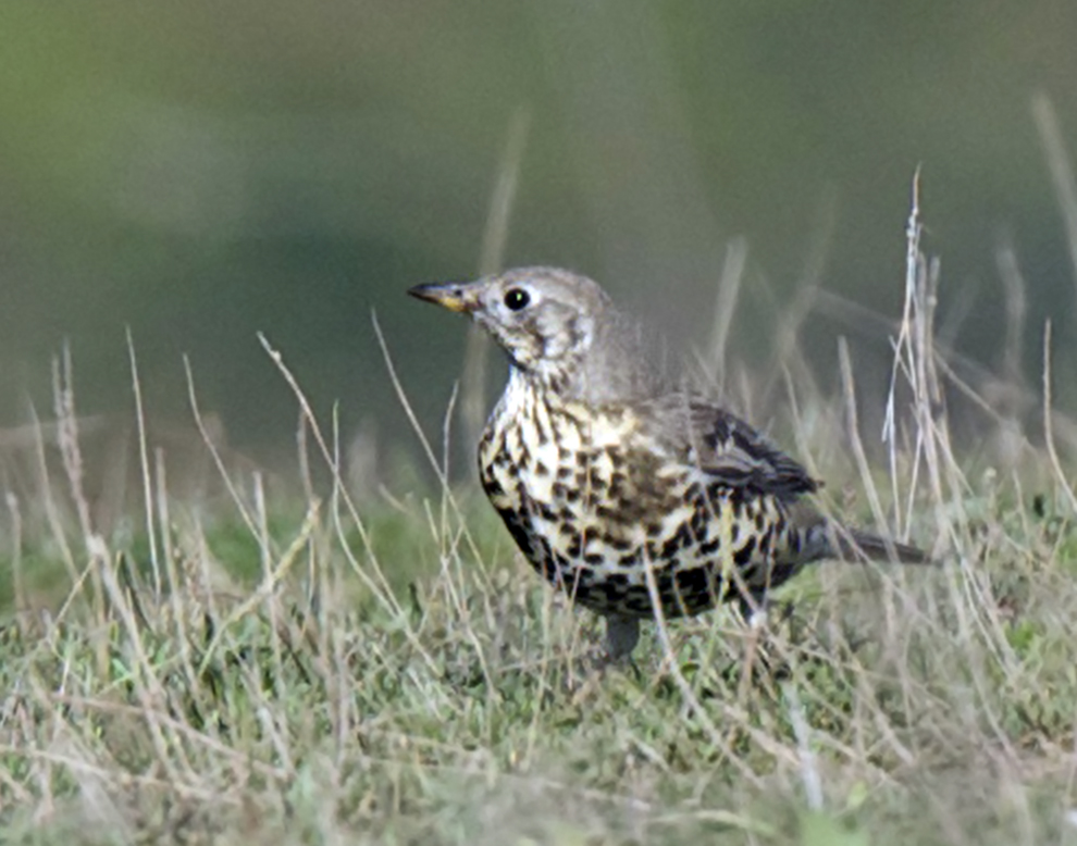 Mistle Thrush