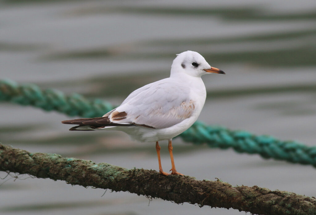 Black-headed Gull