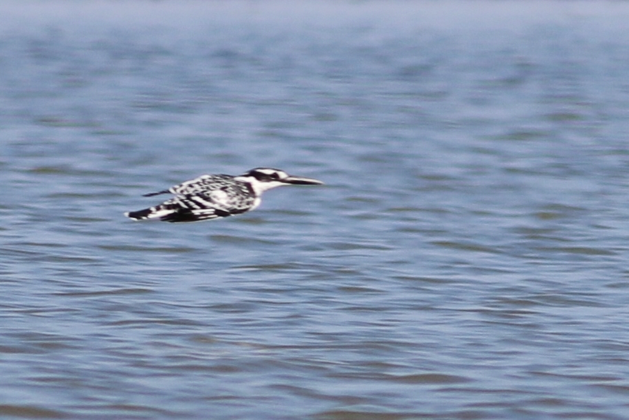 Pied Kingfisher