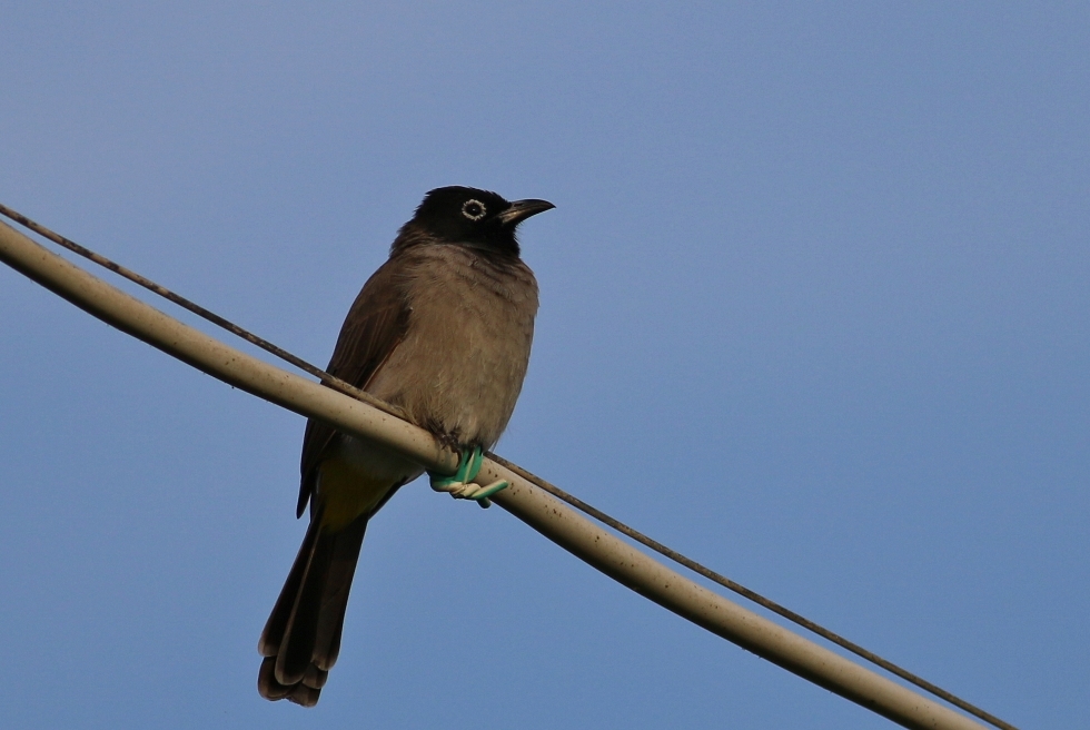 White-spectacled Bulbul