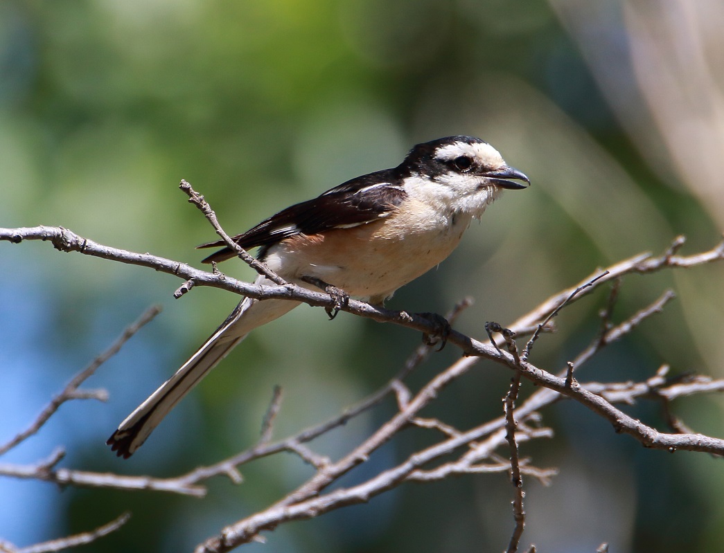 Masked Shrike