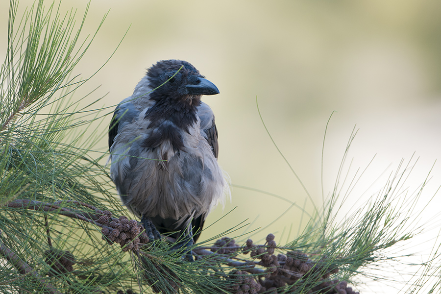 Hooded Crow