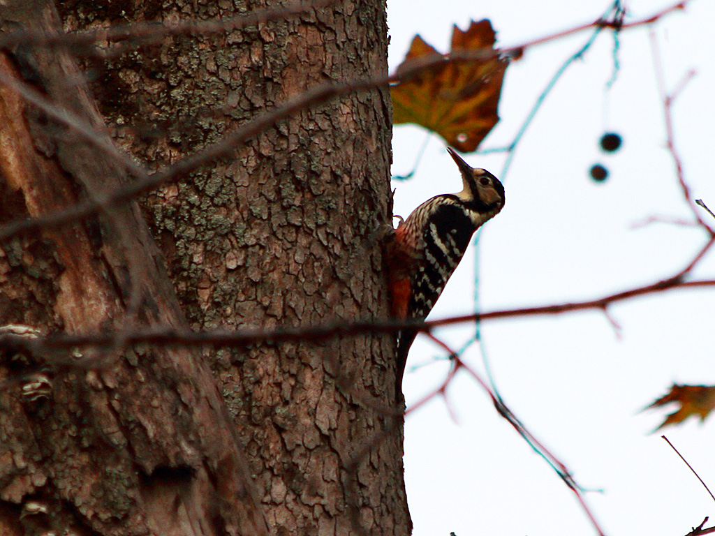 White-backed Woodpecker