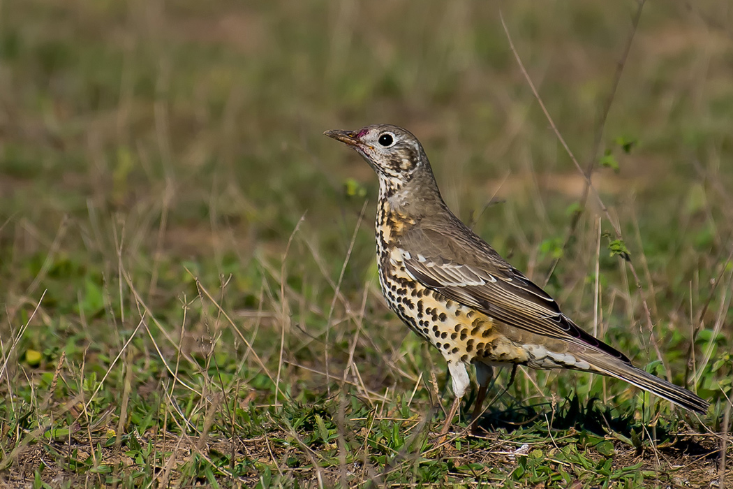 Mistle Thrush