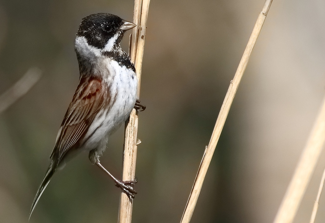 Common Reed Bunting