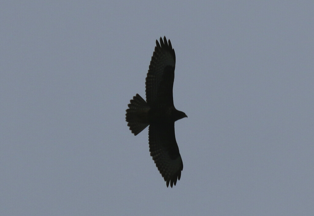 Common Buzzard