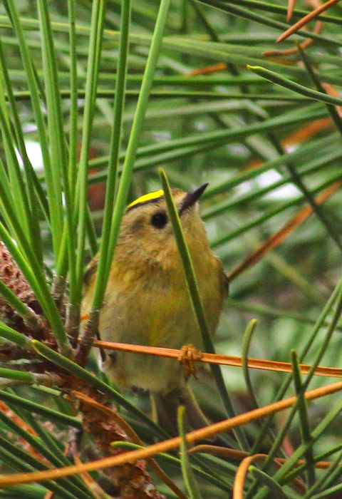Goldcrest