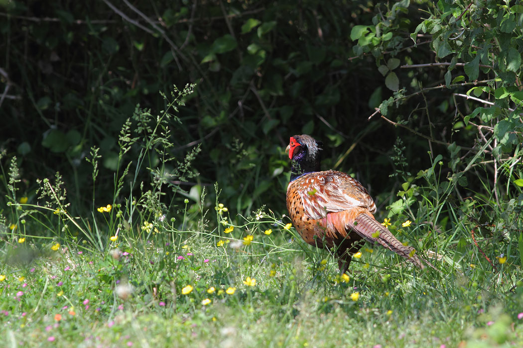 Common Pheasant