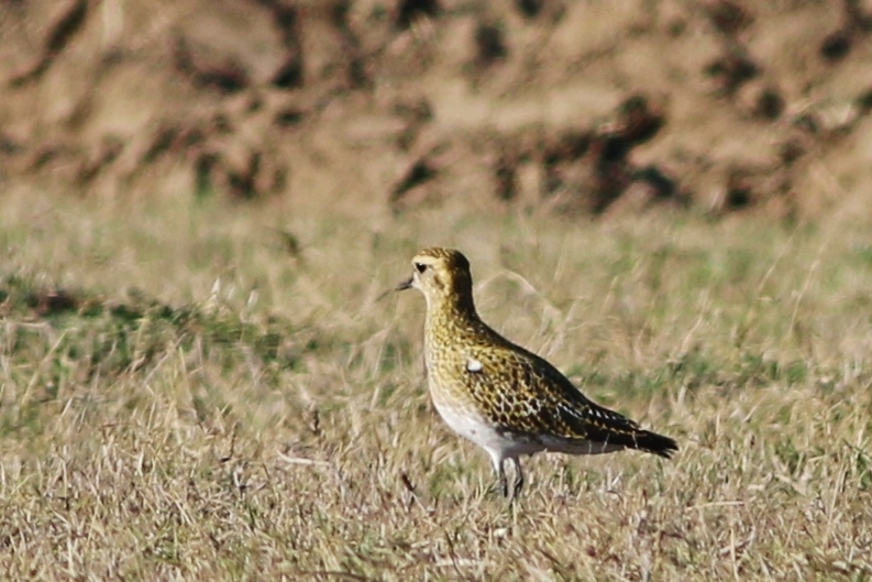 European Golden Plover