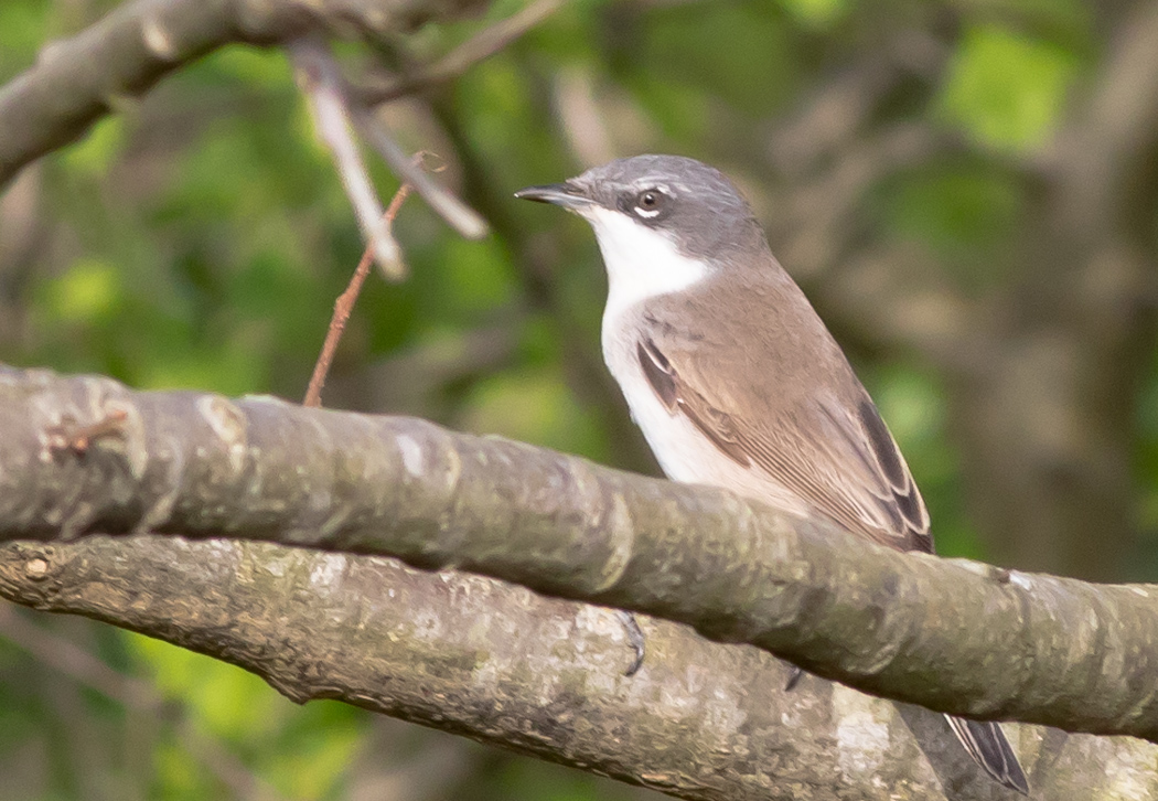 Lesser Whitethroat