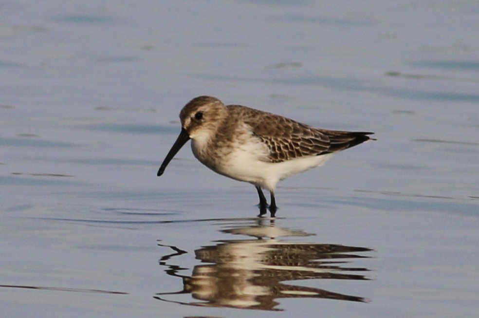 Dunlin