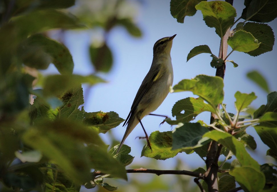 Willow Warbler