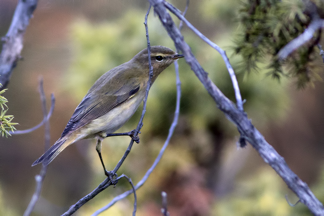Common Chiffchaff