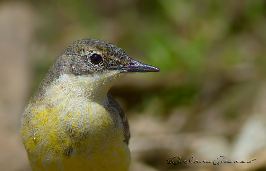 Grey Wagtail