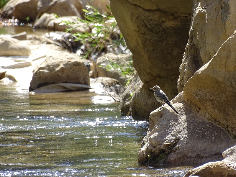 White Wagtail