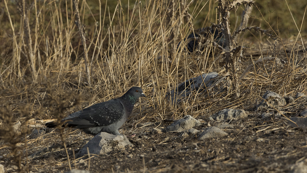 Rock Dove