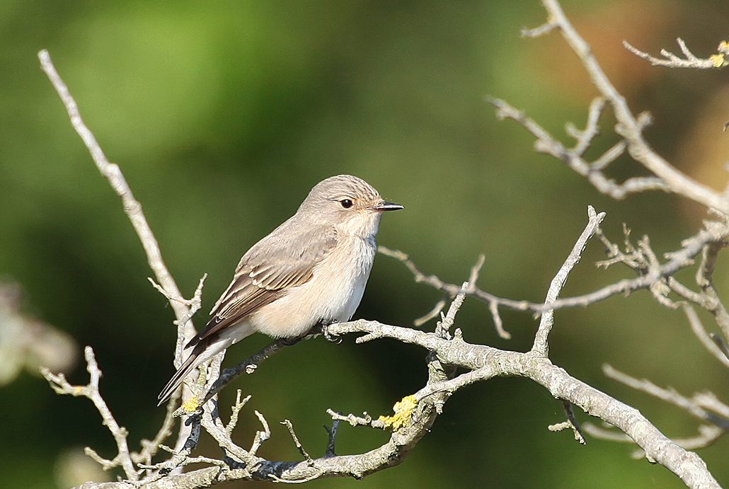 Spotted Flycatcher
