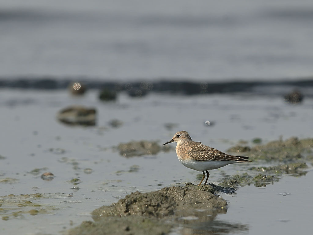 Temminck`s Stint