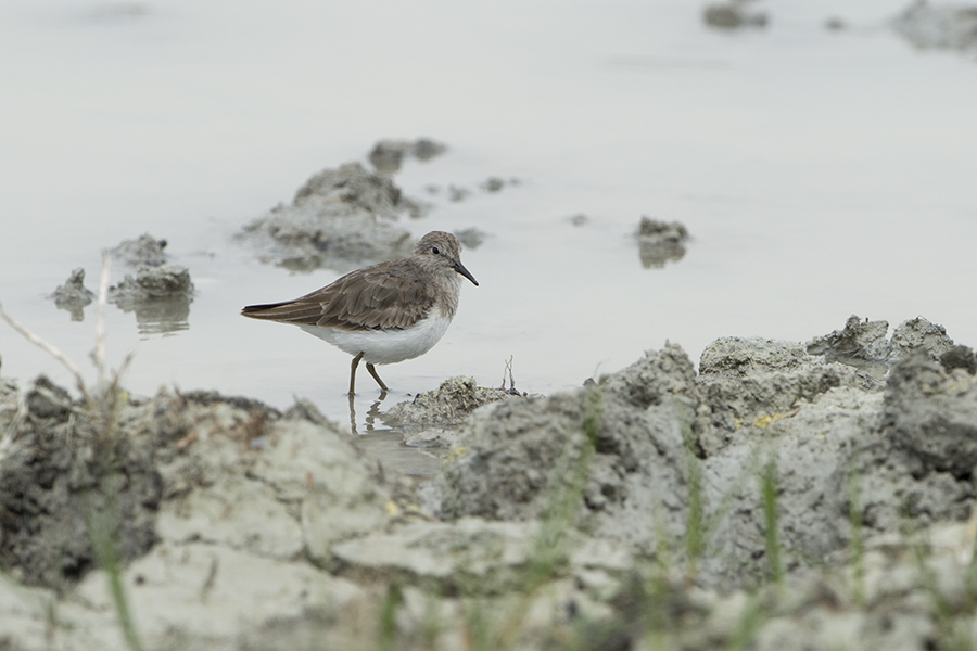 Temminck`s Stint