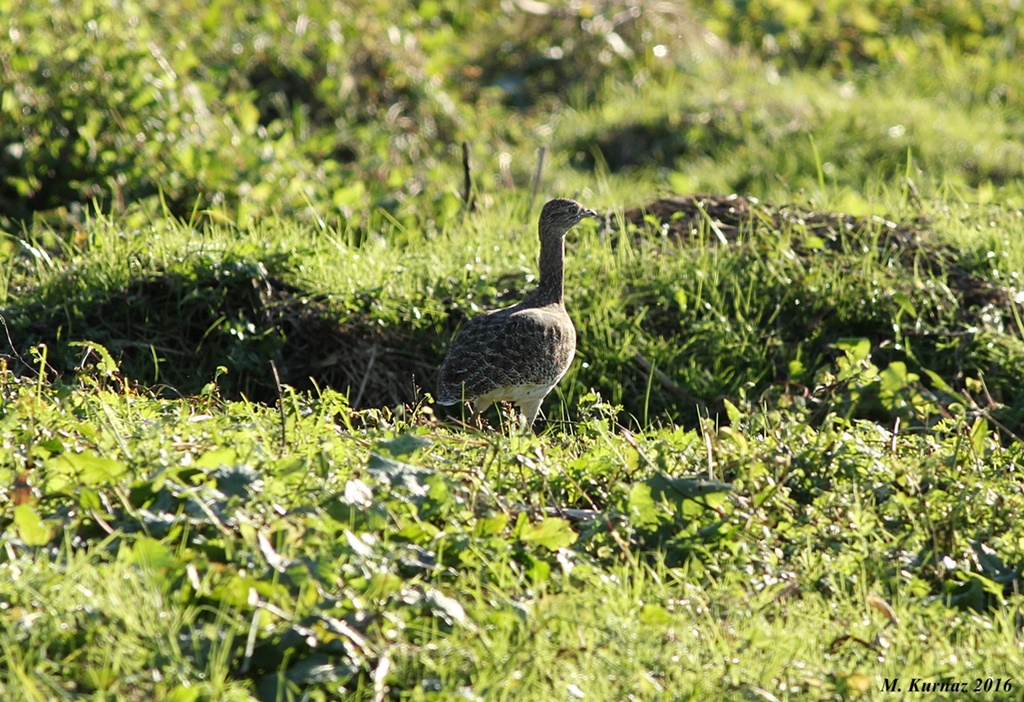 Little Bustard