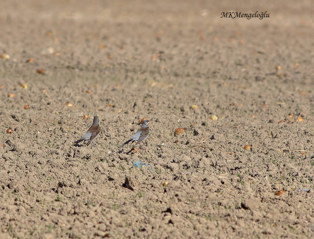 Fieldfare