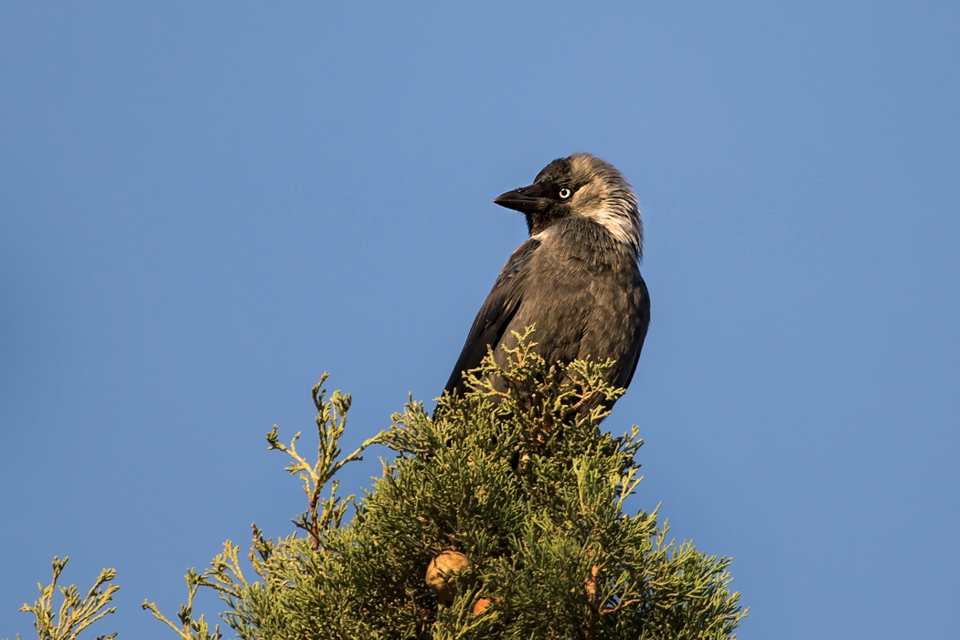 Western Jackdaw