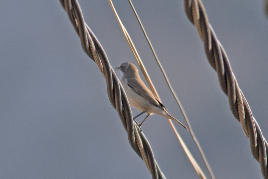 Lesser Whitethroat