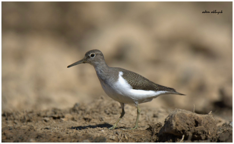Common Sandpiper
