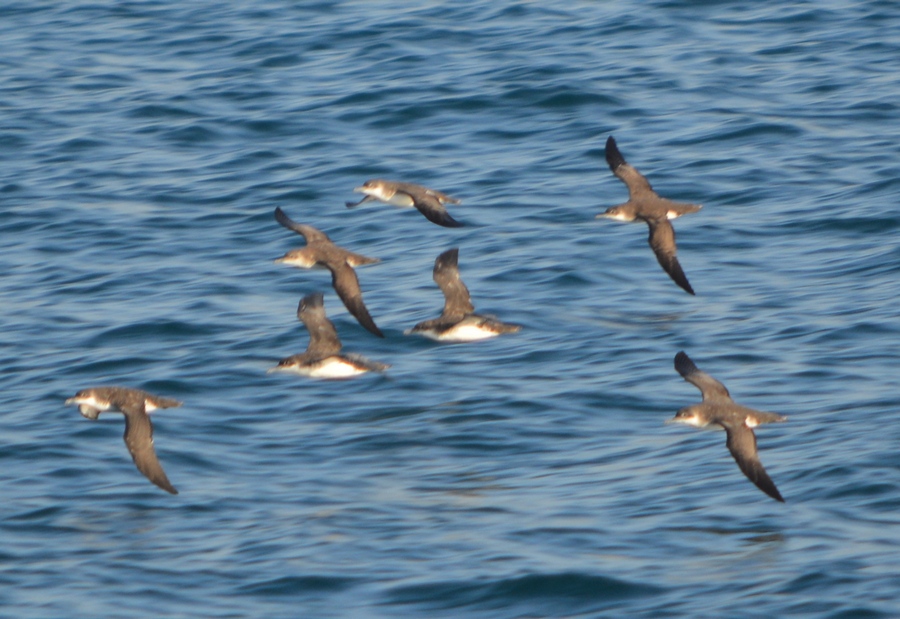 Yelkouan Shearwater