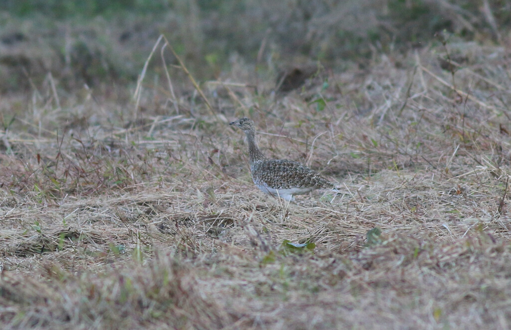Little Bustard