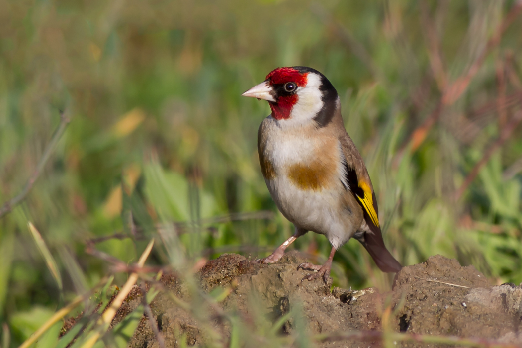 European Goldfinch