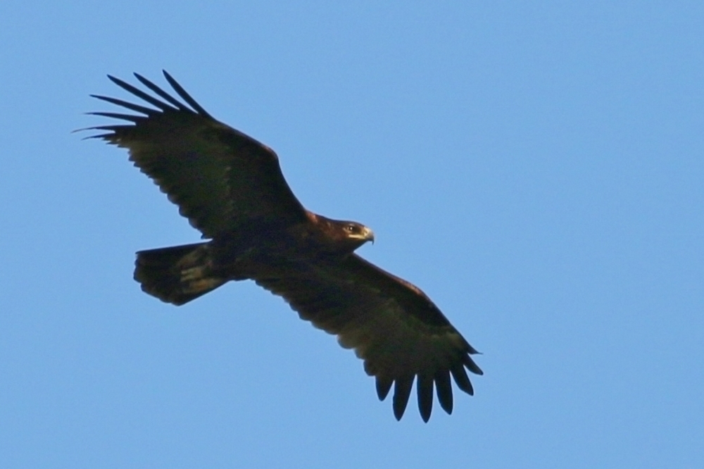 Greater Spotted Eagle