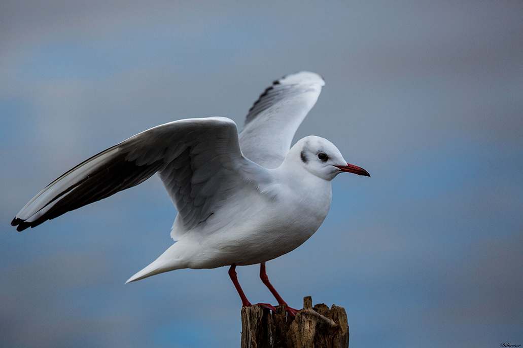 Black-headed Gull