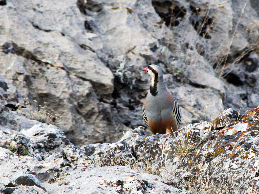 Chukar Partridge