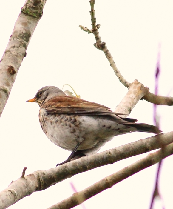 Fieldfare