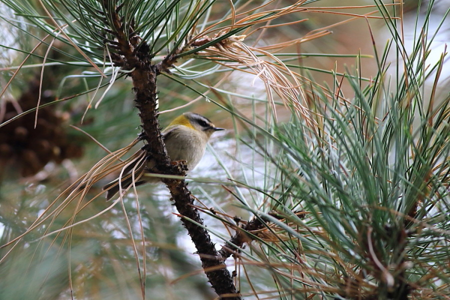 Common Firecrest