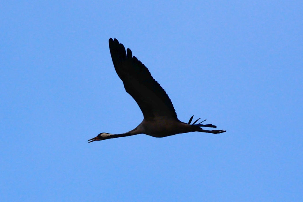 Common Crane