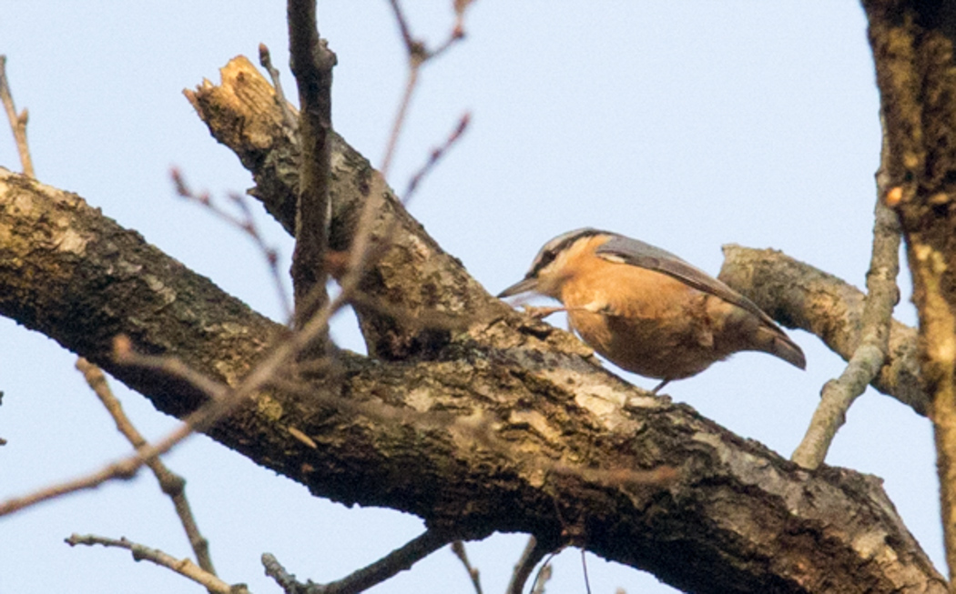 Eurasian Nuthatch