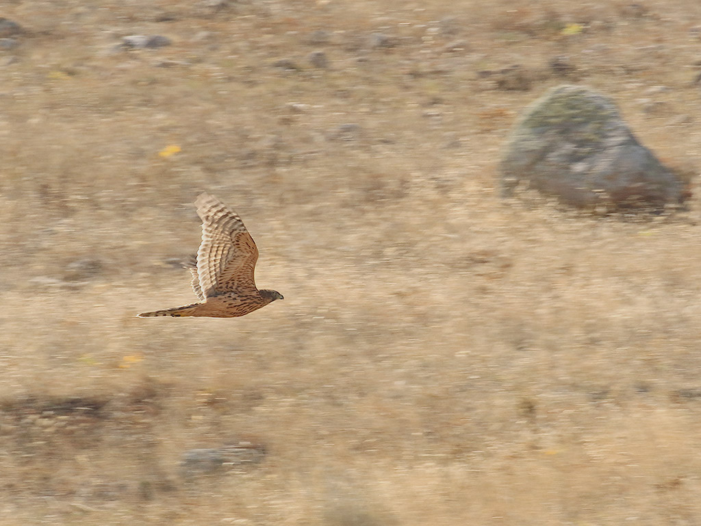 Eurasian Goshawk