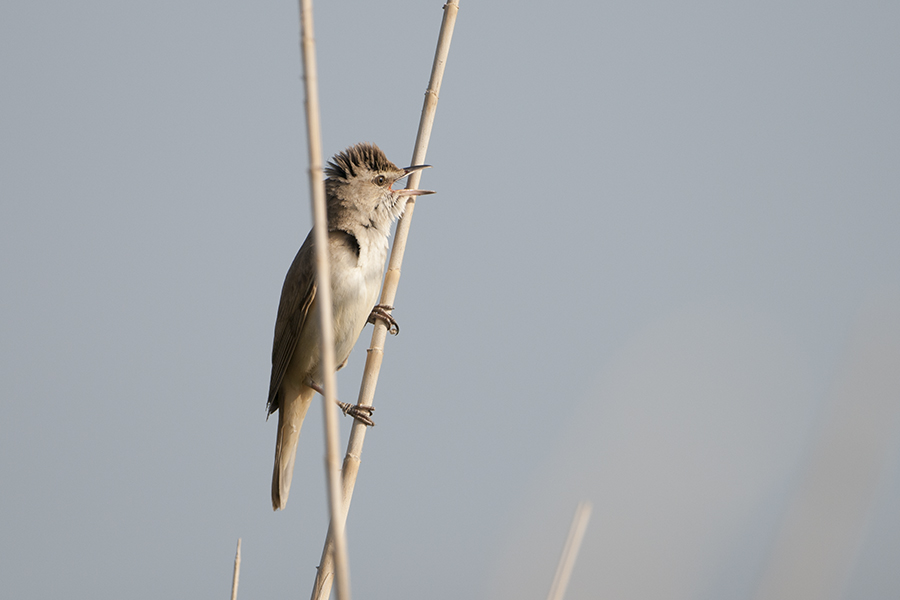 Great Reed Warbler