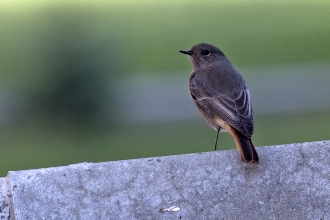 Black Redstart