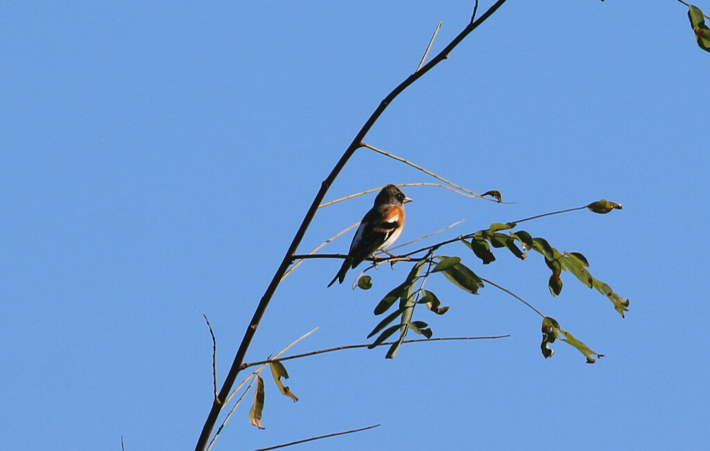 Brambling