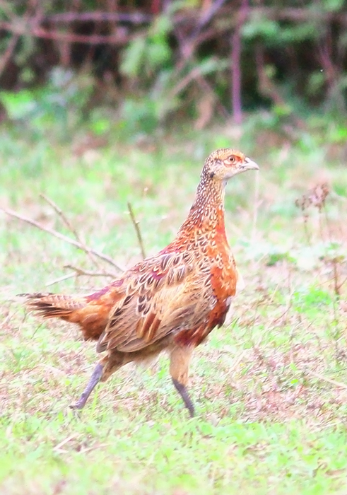 Common Pheasant