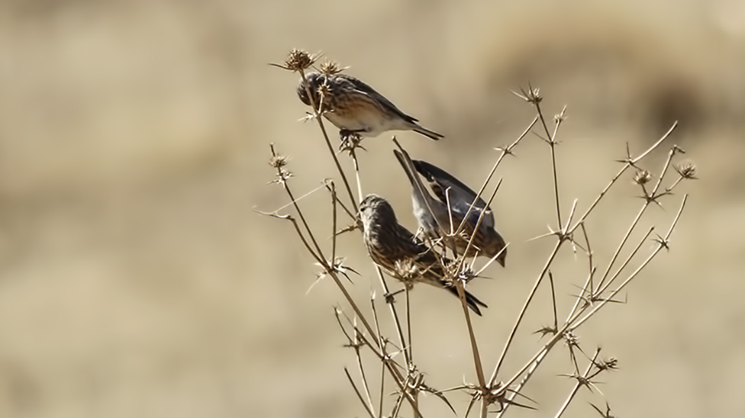 Twite