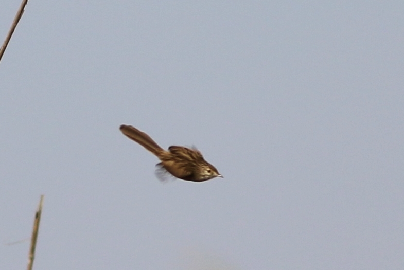Delicate Prinia