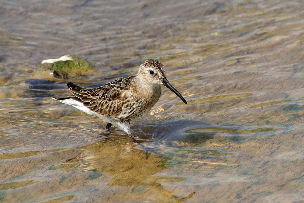 Dunlin