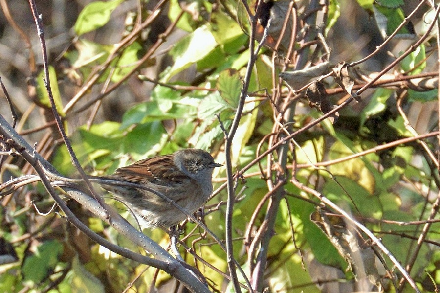 Dunnock